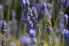 lavender_English_Anarres