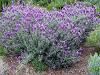 Lavender Spanish Essential Oil