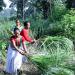 Photo of women harvesting lemongrass