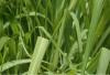 Herb: Lemongrass, Cut & Sifted, Certified Organic