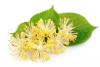  Linden Flower, Cut & Sifted, Certified Organic