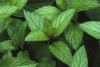 Peppermint Leaves, Certified Organic