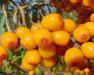  Sea Buckthorn, pulp