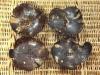 Soap Dish: Coconut