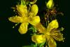  St John's Wort, Certified Organic, Sold by the Gram