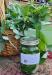 Photo of raspberry leaf tincture