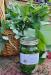 Raspberry Tincture and Leaves