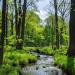 A stream winding through a green deciduous forest