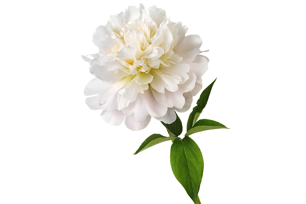 Peony: Essential Oil, unverified  Anarres Natural Health Apothecary
