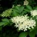 Elder flowers and leaves, Sambucus nigra