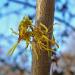 Hamamelis virginiana Witch Hazel The bark is used as a remedy.
