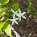 Jasminum sambac is a species of Jasmine native to tropical asia