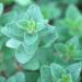 Origanum majorana - Jardim Botânico de São Paulo