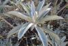 Sage, White, Buffalo, Sacred Sage, indigenous sourced, by the gram Sage, White, Buffalo, Sacred Sage, indigenous sourced, by the gram