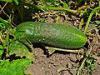 Extract: Cucumber Peel Botanical