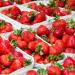 Strawberries at Viktualienmarkt in Munich, Germany