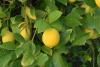 Lemon* Essential Oil, Certified Organically Grown