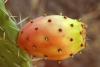 Oil: Prickly Pear Unrefined, Certified Organically Grown