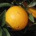 Sweet orange with leaves on a tree