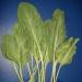 Colour: Natural Vege Green Powder, by the gram