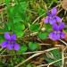 Viola reichenbachiana, Violaceae, Early Dog-violet, habitus; Eßlingen, Germany.