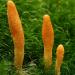Scarlet Caterpillarclub (Cordyceps militaris)