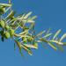 Olive Oleo Europea fruit and leaves on a branch Rhodos