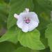 Common marshmallow (Althaea officinalis) flower, plant cultivated in Wrocław Uni