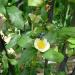 Camellia sinensis in the Boltz Conservatory of Olbrich Botanical Gardens in Madi