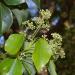 Leaves and buds of the ravintsara Cinnamomum camphora tree in Queensland, Aus.