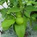 A single bergamot citrus fruit growing among leaves in a planter.