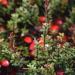 A coastal Washington cranberry bog