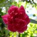 Single Damask red rose in Rayong
