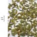Fennel seeds (Foeniculum vulgare) measured