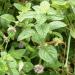 Corn mint Mentha arvensis growing