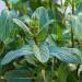 Spearmint Mint leaves (Mentha spicata)