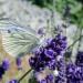 Pieris napi on common lavender (Lavandula angustifolia)