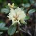 Rhododendron anthopogon subsp. hypenanthum 'Annapurna'