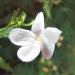 Jasminum grandiflorum (Spanish jasmine) Flower at Wailuku, Maui, Hawaii