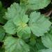 Pogostemon cablin (leaves). Location: Maui, Kula Ace Hardware and Nursery