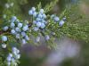 Juniper Berry Whole, Certified Organic, Sold by the Gram