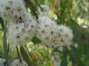 500px-Eucalyptus_radiata_flowers_Anarres