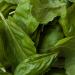 Ocimum basilicum L. aks sweet basil leaves