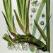 Acorus calamus Calamus Root aka sweetflag