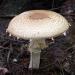The prince (Agaricus augustus). Ukraine