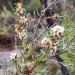 Agonis fragrans in Denmark, Western Australia