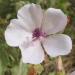 Marshmallow Althaea officinalis flower