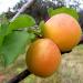 apricots and leaves