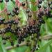 American black elderberry (Sambucas nigra ssp. canadensis) - fruit, mature, USA