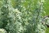 Artemisia_absinthium_Anarres_4x6